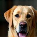 Client Sara with happy Labrador Bella